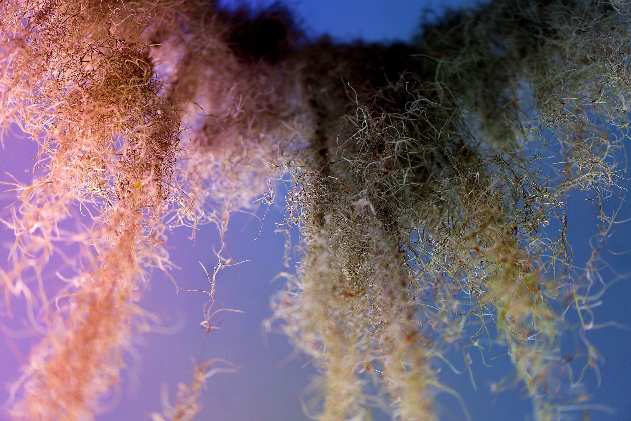 Drone fine art photograph — aerial photography by Xynn Tii
